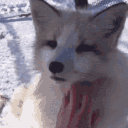 ❄SNOWPALS Discord server icon