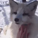 ❄SNOWPALS