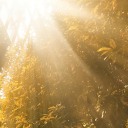 ༻ ❁ Divine Horticulture ❁ ༺ Discord server icon