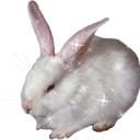 The bunny nation