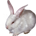 The bunny nation