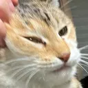 もちねこさーヴぁー