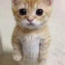 CatSMP