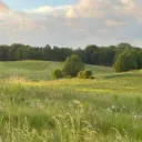 Grass