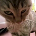 Cheese! Discord server icon