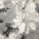 ✩ White Lily Vally ✩ Discord server icon