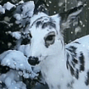 •  🦌 fawn woodlands ~ Discord server icon