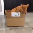 idiot box