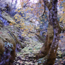 𝓣𝓱𝓮 𝓠𝓾𝓮𝓼𝓽 Discord server icon