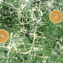 The Rose's Stone's Discord server icon