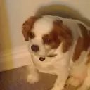 Appa's Wappas