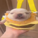 PibbleWatch Discord server icon