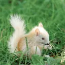 🧋LGB ✂ TQ discord icon