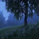 The garden of peace