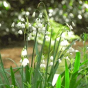 ⋆˚࿔ 𝙲𝚑𝚎𝚛𝚞𝚋𝚜 𝙲𝚘𝚝𝚝𝚊𝚐𝚎 ⋆˚࿔