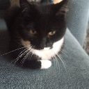 SebaTheCatLover Discord server icon