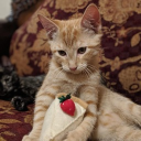 official r/antitheistcheesecake Discord server icon