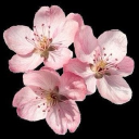 ‹    ✦ 𓏻  cringe central ’ ◟ 🎹 Discord server icon