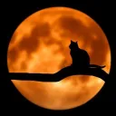 ECLIPSE // warrior cats rp
