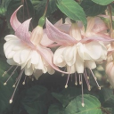 The lilies 🪷 Discord server icon