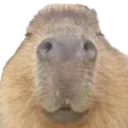 Hallux Capybara Club