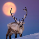 TGH Discord server icon