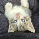 ???