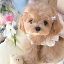 puppies 🐕 Discord server icon