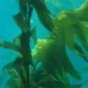 Kelp's Kingdom Discord Server Icon – Minecraft