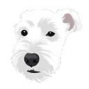 zqlz devs