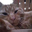 Garfield’s Templeੈ✩‧₊˚ Discord server icon