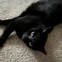 meows n love! :3