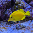 -- Discord server icon