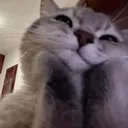 The Cat Tree