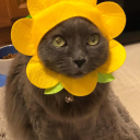 ／🖤꒰⋆꒱﹒𝕖𝕧𝕒𝕟𝕖𝕤𝕔𝕖𝕟𝕔𝕖・𝕕𝕣𝕖𝕒𝕞⋆༺🖤／ Discord server icon