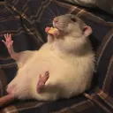 RAT GANG