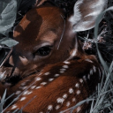 ୨୧ Fawn ⊱ ۫ ׅ ✧ Discord server icon
