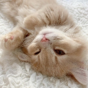 ⁺　𝓒herry　🧼 　　 ∿ Discord server icon