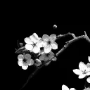 ˗ˏˋ 𝓈𝑜𝓁𝒶𝓇𝒶 ˎˊ˗