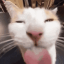 Silly Cat Gang Discord server icon