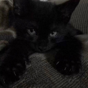 ᗢblack catsᗢ Discord server icon