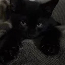 ᗢblack catsᗢ