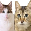 Tole tole & uncle Bao world Discord server icon