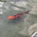 Sugarbaby Heaven discord icon