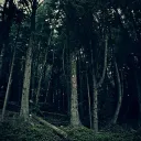 The Nightfall Accords discord icon