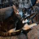 Kpop In Public/Guard Group (Western PA) Discord server icon