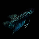 Betta Basics