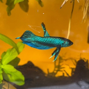 Betta Basics Discord server icon