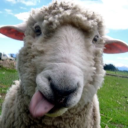 God's Silly Lambs Discord server icon