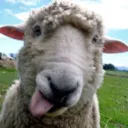 God's Silly Lambs